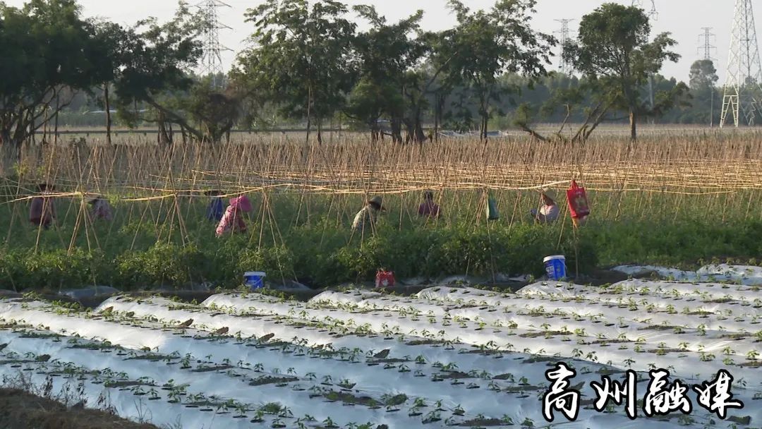 街道种植致富果_致富经种果树_致富果树