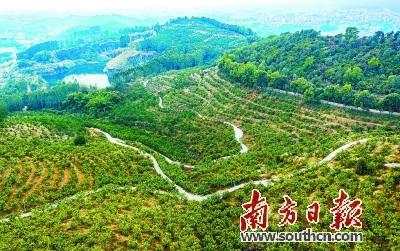 化州种植致富_种植致富业_致富种植视频全集