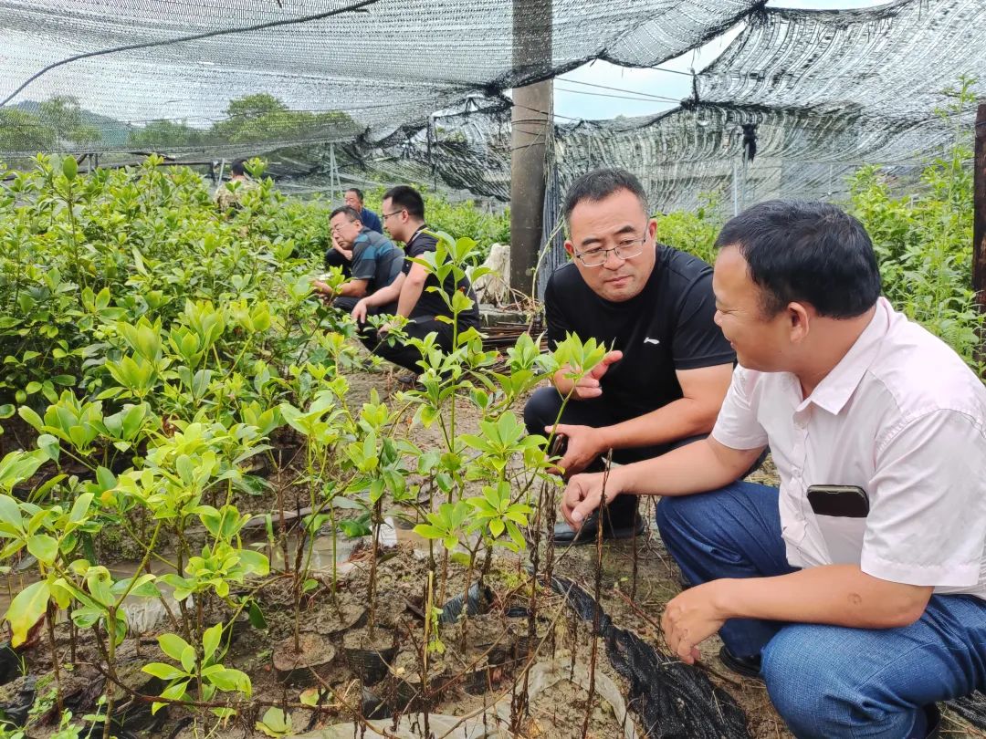 上海种植致富树_上海怎样种植_上海种植什么树