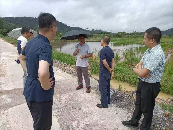 上海种植什么树_上海怎样种植_上海种植致富树