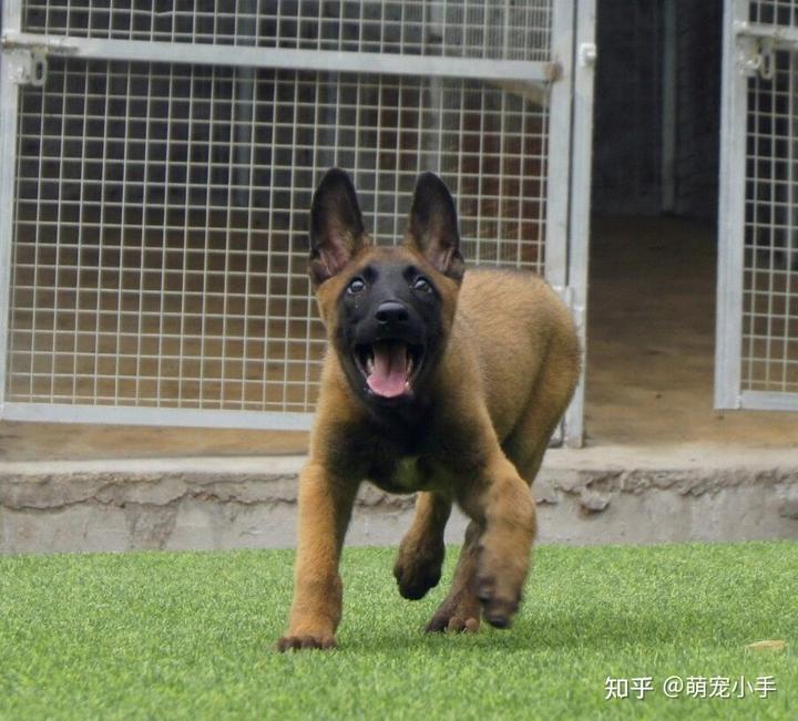 致富养殖马犬怎么样_致富养殖马犬好吗_马犬养殖致富