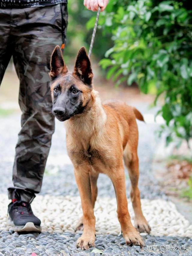 致富养殖马犬好吗_致富养殖马犬怎么样_马犬养殖致富