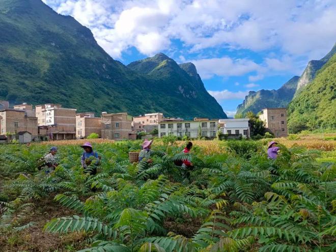 上海怎样种植_上海种树_上海种植致富树