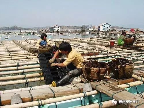 鲍鱼可以养在淡水鱼缸吗_淡水能养殖鲍鱼吗_鲍鱼淡水能养殖技术