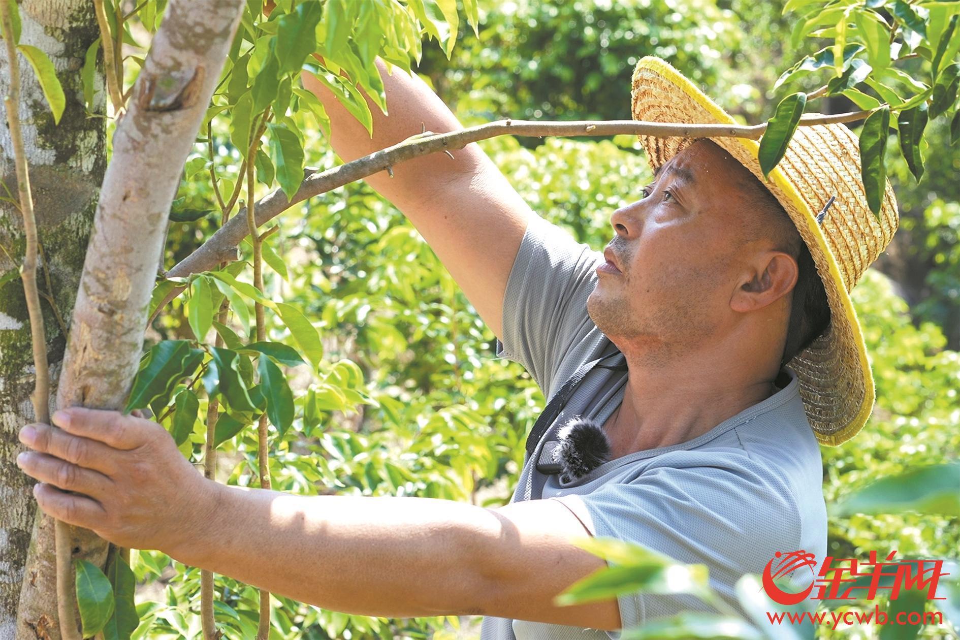 上海种植什么树_上海种植什么赚钱_上海种植致富树