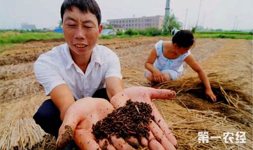 野生蚯蚓能养殖技术_野生养殖蚯蚓能技术成熟吗_野生蚯蚓可以养殖