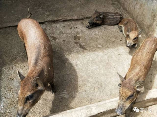 养殖致富小野猪_致富野猪养殖小视频_致富经野猪养殖视频