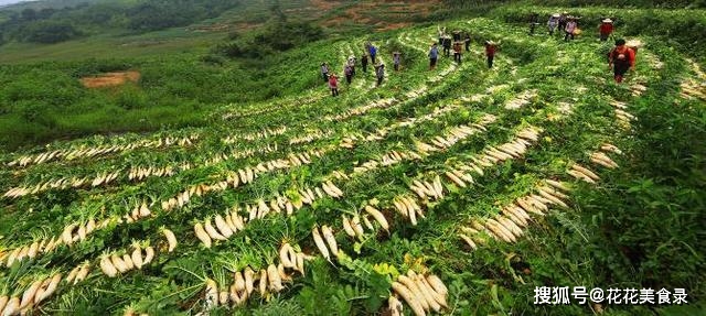 农民在家种蔬菜也能收入百万，你凭什么说钱不好挣？