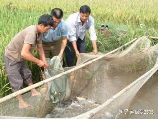 经致富经养草鱼_养殖草鱼赚钱吗_养殖草鱼一年赚300万