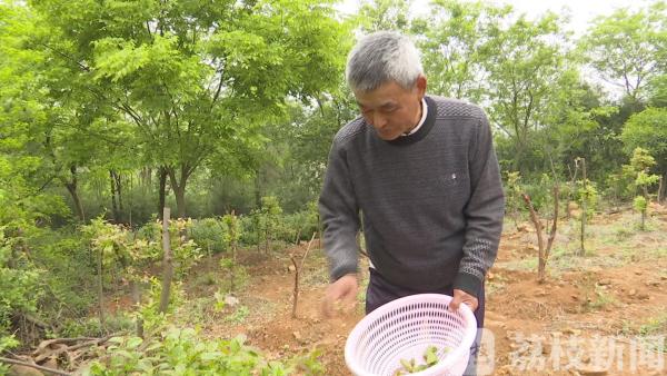 上海怎样种植_上海种植致富树_上海种植什么树