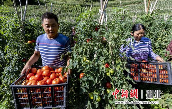 秭归蔬菜种植大户李盛峰：种高山蔬菜走致富之路