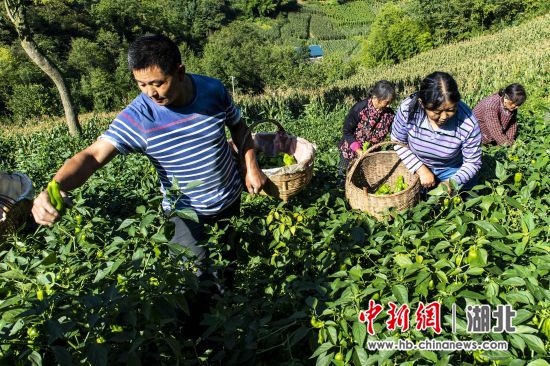 湖北种植辣椒致富_湖北辣椒基地_湖北辣椒品种