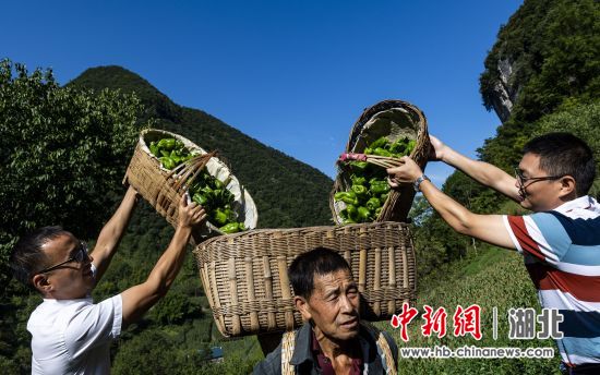 湖北种植辣椒致富_湖北辣椒品种_湖北辣椒基地