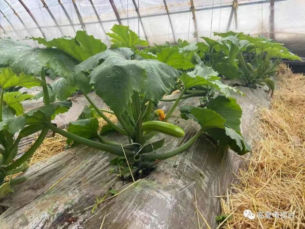 种植致富经_薄地种植致富方法_致富种植视频全集