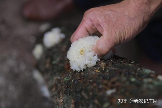 养殖银耳技术培训_养殖银耳技术视频_银耳养殖技术