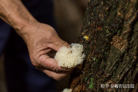 养殖银耳技术培训_养殖银耳技术视频_银耳养殖技术