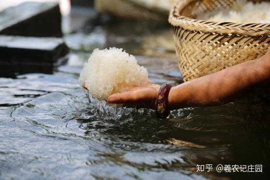 银耳养殖技术_养殖银耳技术培训_养殖银耳技术视频