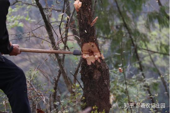 养殖银耳技术视频_银耳养殖技术_养殖银耳技术培训