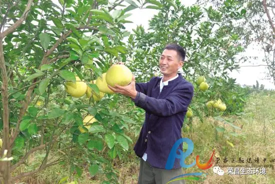 致富经枇杷园_青浦枇杷园论坛_青浦联怡枇杷园