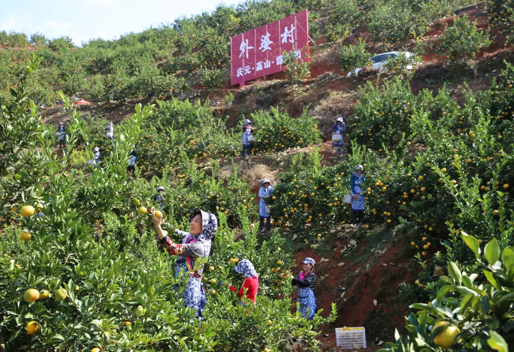 柚柑种植方法_桔柚种植技术_桔柚栽培技术