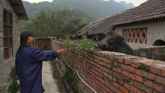 野猪养殖厂家_野猪养殖户_致富经野猪养殖基地