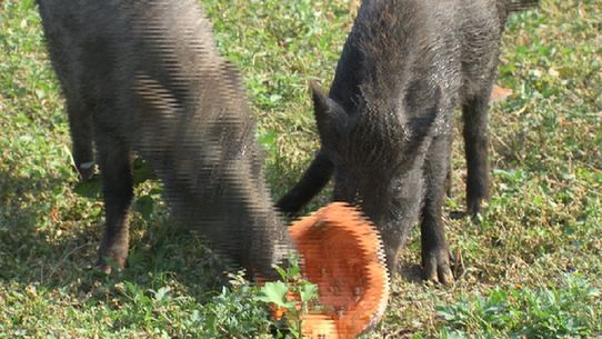 野猪养殖户_野猪养殖厂家_致富经野猪养殖基地