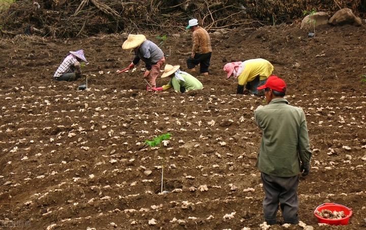 山东红薯种苗基地_山东红薯种植最大地在哪里_山东红薯种植致富