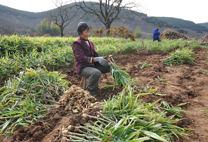 山东红薯种苗基地_山东红薯种植最大地在哪里_山东红薯种植致富