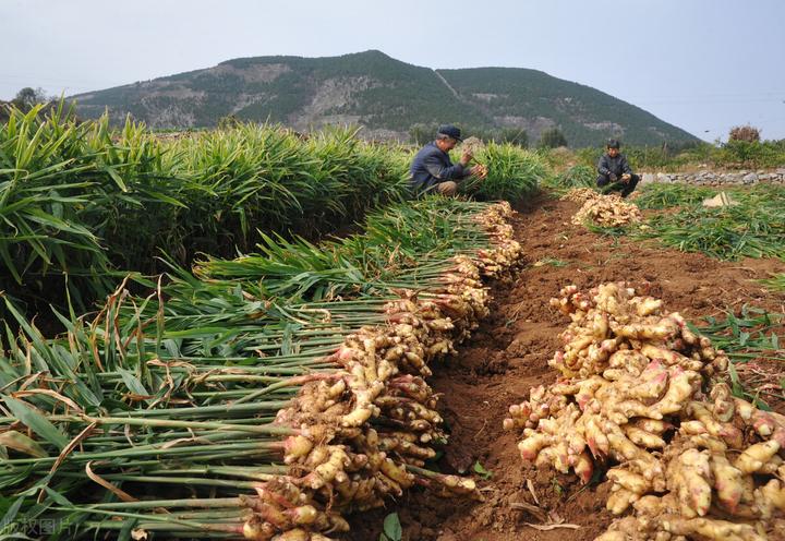 山东红薯种植最大地在哪里_山东红薯种植致富_山东红薯种苗基地