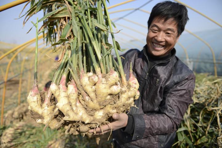 山东红薯种植最大地在哪里_山东红薯种苗基地_山东红薯种植致富