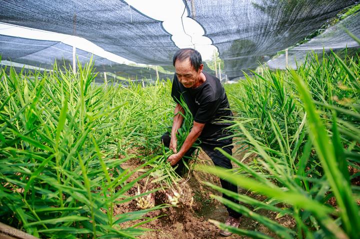 山东红薯种植最大地在哪里_山东红薯种苗基地_山东红薯种植致富