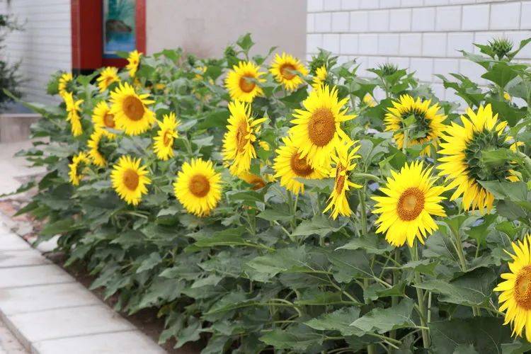 致富种植乡亲花的句子_乡亲种植致富花_乡亲们的致富花