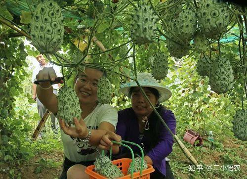 致富种植视频全集_种植致富案例_致富经农业种植视频