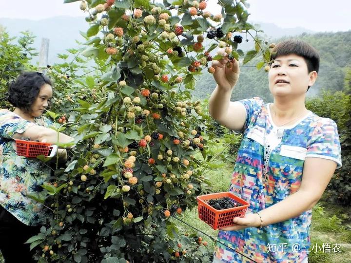 致富种植视频全集_致富经农业种植视频_种植致富案例