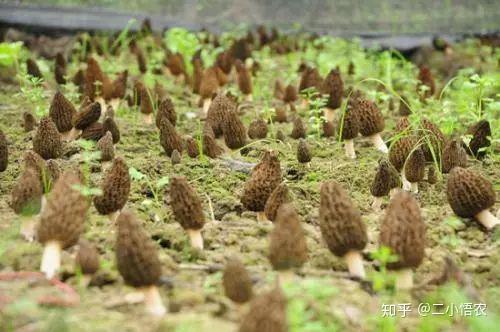 致富经农业种植视频_致富种植视频全集_种植致富案例