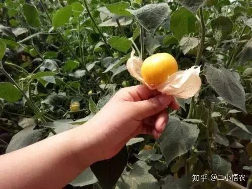 致富种植视频全集_致富经农业种植视频_种植致富案例