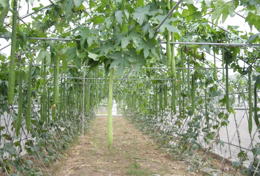 丝瓜种植技术管理图_丝瓜种植图片_种植丝瓜技术要点