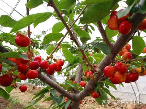 20年种植经验老把式做现代农业大棚为什么还不如90后小伙做得好？