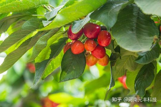 cctv农业节目致富经种植_致富经农业种植视频_种植致富案例