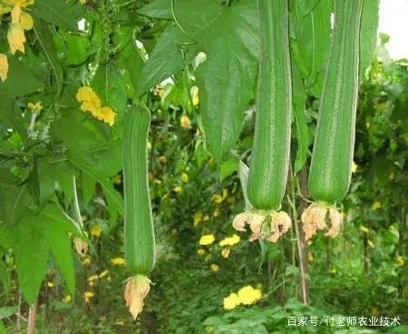 丝瓜种植技术管理图_种植丝瓜技术要点_丝瓜种植图片欣赏