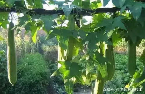 丝瓜种植技术管理图_丝瓜种植图片欣赏_种植丝瓜技术要点