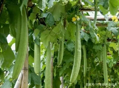 种植丝瓜技术要点_丝瓜种植图片欣赏_丝瓜种植技术管理图