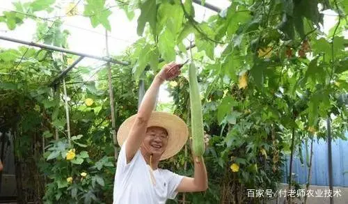 丝瓜种植图片欣赏_丝瓜种植技术管理图_种植丝瓜技术要点