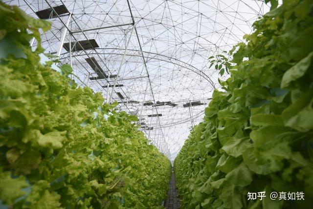 丝瓜种植技术与管理_丝瓜种植技术管理图_丝瓜种植图片欣赏