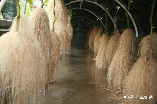 丝瓜种植图片欣赏_丝瓜种植技术与管理_丝瓜种植技术管理图