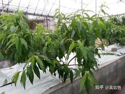 丝瓜种植图片欣赏_丝瓜种植技术与管理_丝瓜种植技术管理图