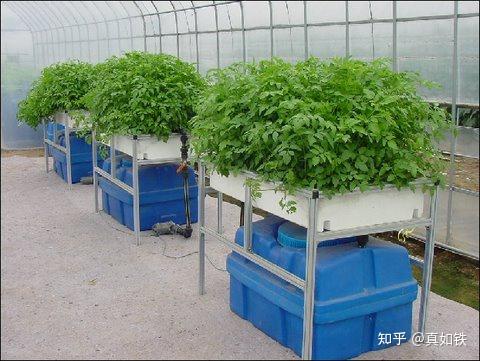 丝瓜种植技术与管理_丝瓜种植图片欣赏_丝瓜种植技术管理图