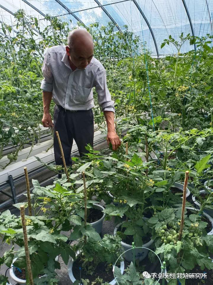 种植瓜果致富方法_致富经种瓜_致富瓜果种植方法图片