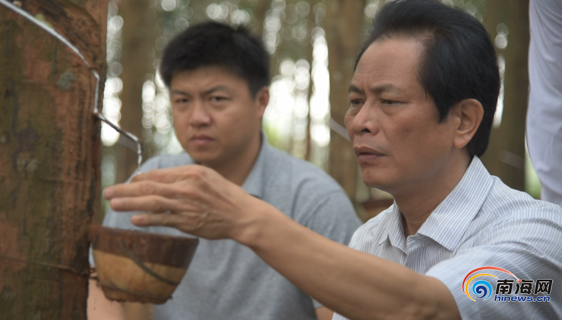 上海种植什么树_上海种植致富树_上海种树