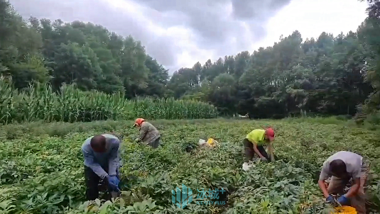 农村种花致富能人_乡亲种植致富花_农村致富种植